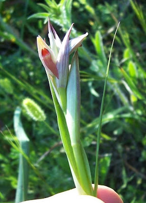 Serapias parviflora,
Serapide minore,
Small Flowered Tongue Orchid