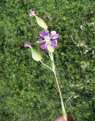 Silene conica,
sand catchfly,
Silene conica,
Striated Catchfly,
striped corn catchfly