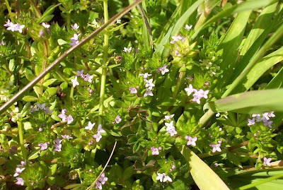 Sherardia arvensis,
Ackerröte,
blue field-madder,
blue fieldmadder,
field madder,
field-madder,
garança-do-campo,
geanza,
herb-sherard,
revoli,
shérardie,
Toccamano