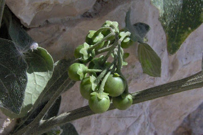 Solanum nigrum,
black nightshade,
common nightshade,
deadly nightshade,
Erba morella,
erva-moira,
erva-moura,
garden nightshade,
hierba mora,
Morella comune,
morelle noire,
pimenta-de-galinha,
poisonberry,
rva-moura