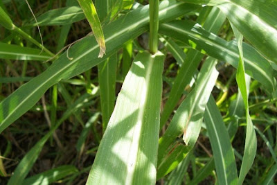 Sorghum halepense,
Aleppo grass,
aleppo milletgrass,
Aleppohirse,
cañota,
herbe d'Alep,
herbe de Cuba,
hierba Johnson,
Johnson grass,
Johnsongras,
Johnsongrass,
means grass,
Melghetta,
Sagginella,
Sorghetto,
sorgho d' Alep