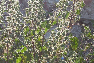 Urtica pilulifera,
Ortica a campanelli,
Roman Nettle