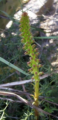 Umbilicus horizontalis,
Narrow Navelwort,
Ombelico di Venere minore