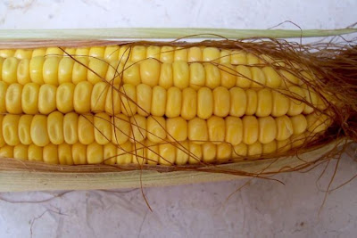 Zea mays,
corn,
Frumentone,
Granone,
Granoturco,
Granturco,
Mais,
maize,
Melga,
Sweet Corn