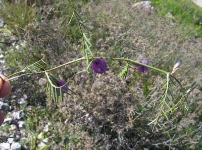 Vicia peregrina,
broad-pod vetch,
ervilhaca-dos-campos,
Landstreicher-Wicke,
Slender Leaved Vetch,
Veccia smussata,
vesce voyageuse,
veza peregrina,
wandering vetch