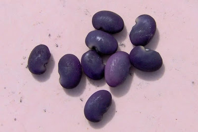 Anagyris foetida,
Carrubazzo,
Legno-puzzo,
Stinking Bean Trefoil