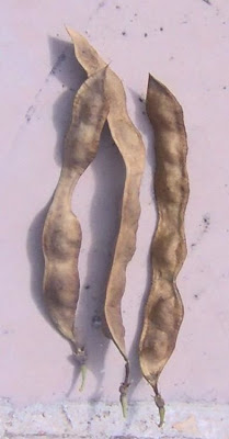 Anagyris foetida,
Carrubazzo,
Legno-puzzo,
Stinking Bean Trefoil