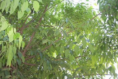 Celtis australis,
Bagolaro comune,
European hackberry,
European nettletree,
honey-berry,
lotetree,
Mediterranean hackberry,
netelboom,
nettletree,
Southern Nettle Tree