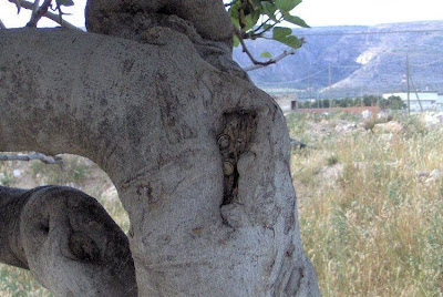 Ficus carica,
common fig,
echte Feige,
edible fig,
Feigenbaum,
fico,
Fico comune,
fig,
figo,
figueira,
figueira-comum,
figueira-da-europa,
figueira-do-reino,
figuier commun,
fiku,
higo,
Higuera,
higuera común