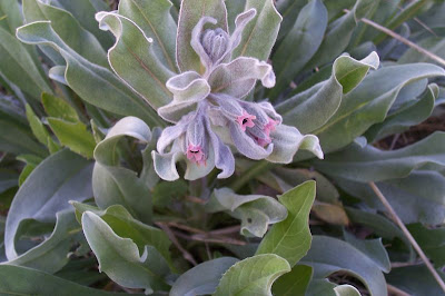 Cynoglossum cheirifolium,
Lingua di cane giallastra