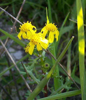 Senecio leucanthemifolius,
Coastal Ragwort,
Senecione costiero