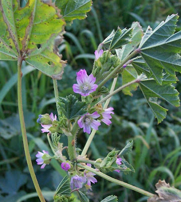 Malva nicaeensis,
bull mallow,
Malva scabra,
Southern Mallow