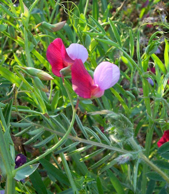 Lathyrus articulatus,
Cicerchia articolata