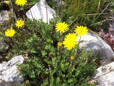 Hyoseris radiata,
Perennial Hyoseris,
Radicchio selvatico