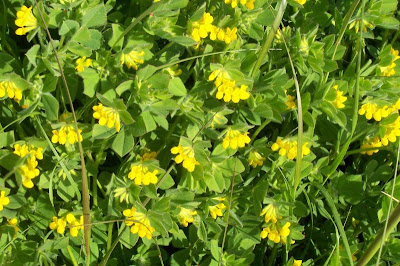 Lotus ornithopodioides,
Ginestrino piè d'uccello,
Southern Bird's Foot Trefoil