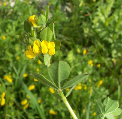 Lotus ornithopodioides,
Ginestrino piè d'uccello,
Southern Bird's Foot Trefoil