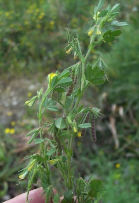 Ononis ornithopodioides,
Bird Restharrow,
Ononide simile all'uccellina