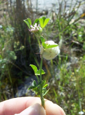 Trifolium tomentosum,
Filziger Klee,
trevo-tomentoso,
Trifoglio tomentoso,
trèfle cotonneux,
trébol de algodón,
woolly clover,
woolly-head clover