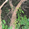 Common Brushtail Possum 