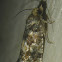 White Pine Cone Borer Moth