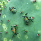 Cactus Coreid Nymph