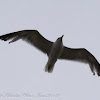 Lesser Black-backed Gull; Gaviota Sombría