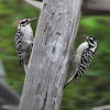 Nuttall's Woodpecker pair