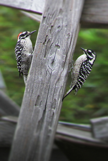 Nuttall's Woodpecker pair