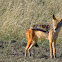 Black backed Jackal