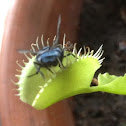 Venus flytrap