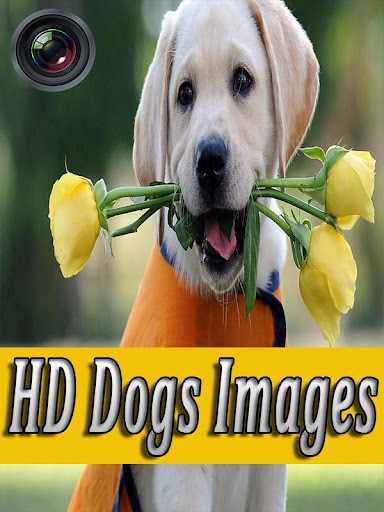 Dogs Wallpapers Galaxy s6