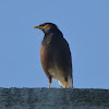Common or Indian Myna