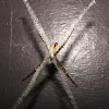 Saint Andrew's Cross Spider