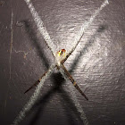 Saint Andrew's Cross Spider