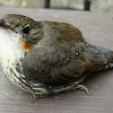 White-throated Treecreeper