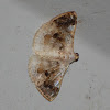 brown speckled moth