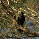 Australian Raven