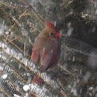 Northern Cardinal [female]