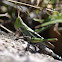 Admirable grasshopper (female)