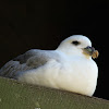 Northern Fulmar