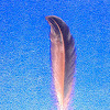 Chicken feather