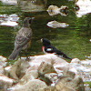 Rose-breasted Grosbeak