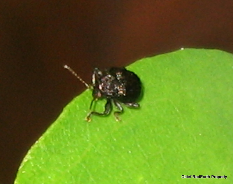 eumolpine leaf beetle