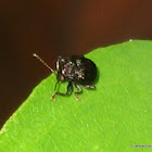 eumolpine leaf beetle