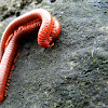 Rusty millipedes mating
