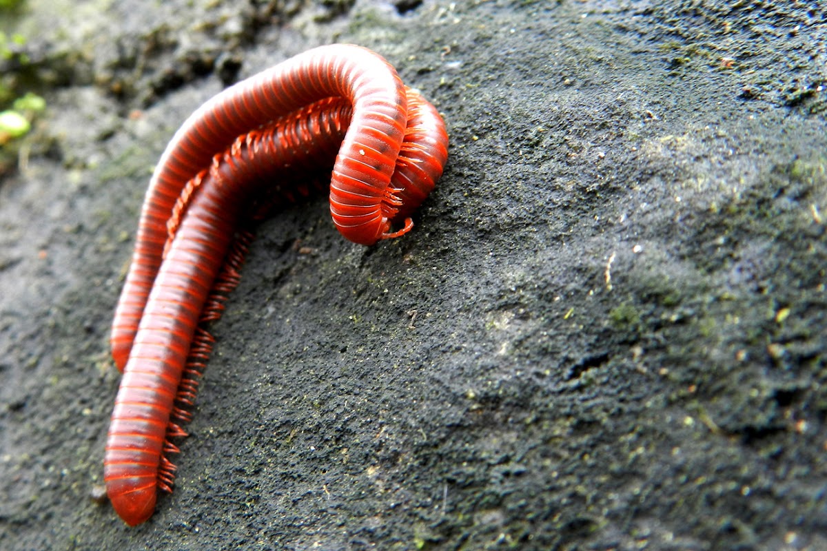 Rusty millipedes mating