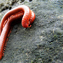 Rusty millipedes mating