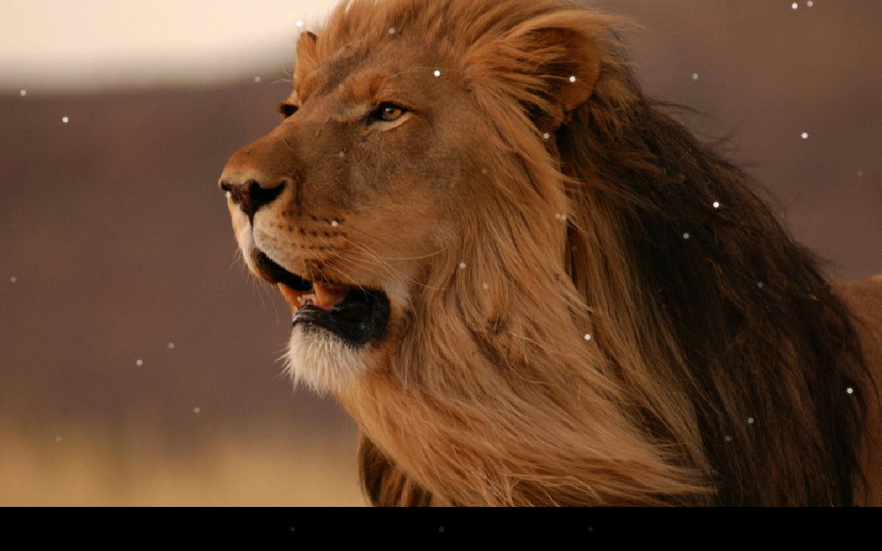 Lion Live Wallpaper - Android Apps on Google Play