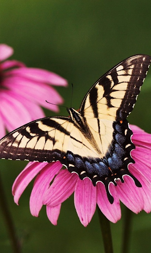 Butterfly HD Live Wallpaper