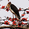 Lesser Adjutant or Tokla-moora